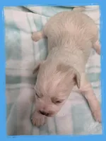 Walleye, a male Maltipoo for sale in Hillsboro, OR – Photo 2 of 2