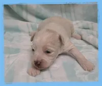 Walleye, a male Maltipoo for sale in Hillsboro, OR – Photo 1 of 2