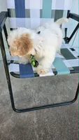 Sardine, a male Maltipoo for sale in Hillsboro, OR – 4 of 6