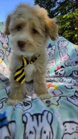 Salmon, a male Maltipoo for sale in Hillsboro, OR – 4 of 7