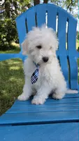 Skipper, a male Maltipoo for sale in Hillsboro, OR – 3 of 7