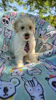 Sardine, a male Maltipoo for sale in Hillsboro, OR – 6 of 8