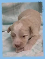 Trout, a male Maltipoo for sale in Hillsboro, OR – Photo 1 of 2