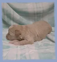 Trout, a male Maltipoo for sale in Hillsboro, OR – Photo 2 of 2