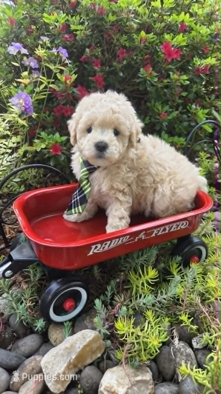 Captain – Maltipoo puppy for sale in Hillsboro, OR