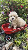 Captain, a male Maltipoo for sale in Hillsboro, OR – 1 of 5