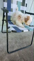 Sardine, a male Maltipoo for sale in Hillsboro, OR – 1 of 6