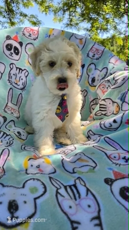 Sardine – Maltipoo puppy for sale in Hillsboro, OR