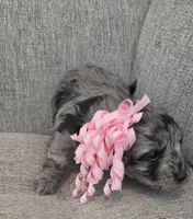 Merle Girl, a female Maltipoo for sale in Vernonia, OR – 2 of 6