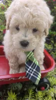 Captain, a male Maltipoo for sale in Hillsboro, OR – 4 of 5