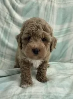 Tan Male , a male Maltipoo for sale in Vernonia, OR – 2 of 2