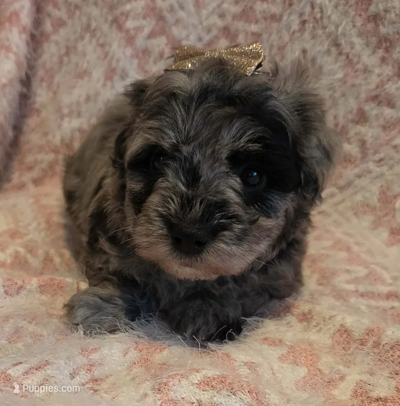 Merle Girl – Maltipoo puppy for sale in Vernonia, OR