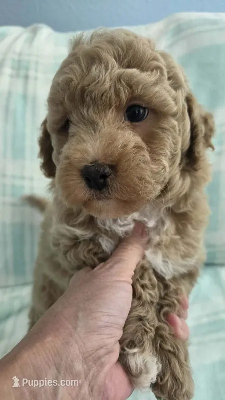 Tan Male  – Maltipoo puppy for sale in Vernonia, OR