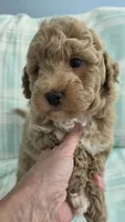 Tan Male , a male Maltipoo for sale in Vernonia, OR – 1 of 2