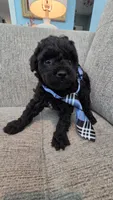 Black Male, a male Maltipoo for sale in Vernonia, OR – 2 of 4