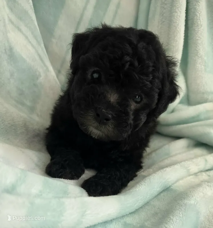Black Male – Maltipoo puppy for sale in Vernonia, OR