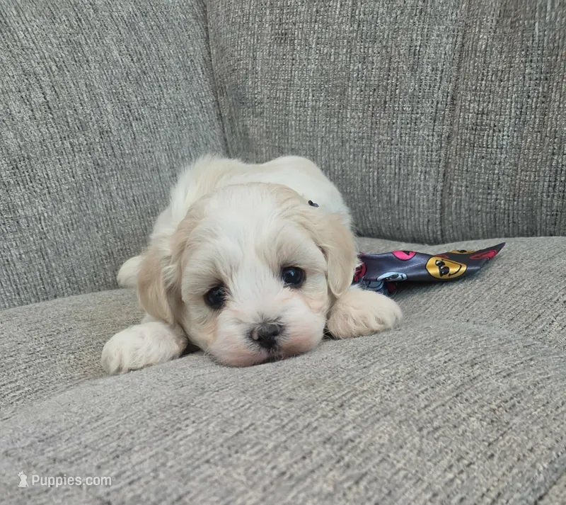 White & Cream Boy – Maltipoo puppy for sale in Vernonia, OR
