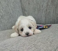 White & Cream Boy, a male Maltipoo for sale in Vernonia, OR – 1 of 3