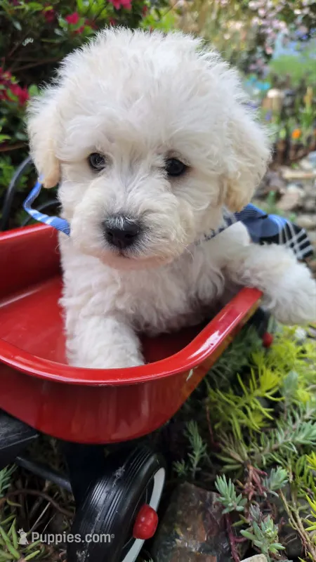 Sardine – Maltipoo puppy for sale in Hillsboro, OR