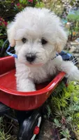 Sardine, a male Maltipoo for sale in Hillsboro, OR – 1 of 2