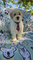 Sardine, a male Maltipoo for sale in Hillsboro, OR – 4 of 8