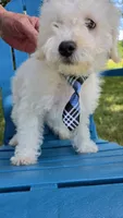 Skipper, a male Maltipoo for sale in Hillsboro, OR – 4 of 7