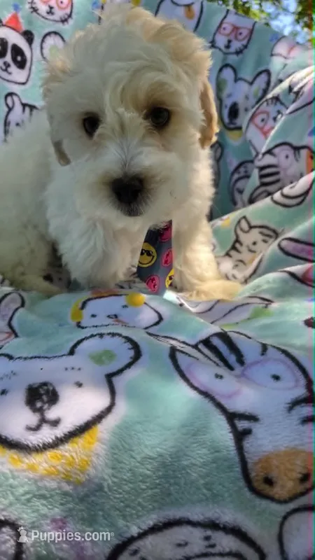 Sardine – Maltipoo puppy for sale in Hillsboro, OR