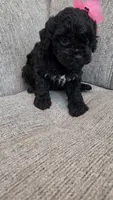 Black Female , a female Maltipoo for sale in Vernonia, OR – 3 of 4