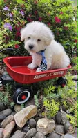 Sardine, a male Maltipoo for sale in Hillsboro, OR – 2 of 2