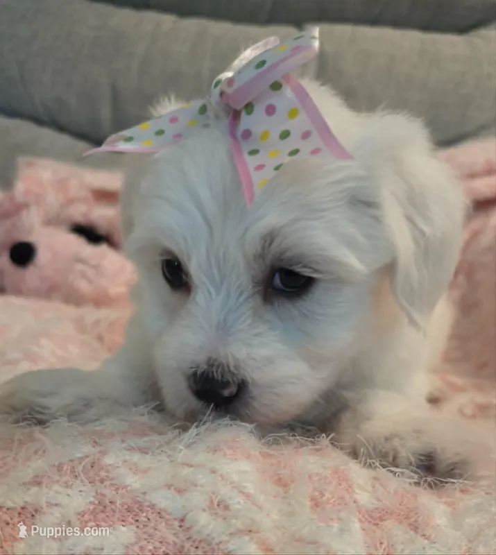 Flounder – Maltipoo puppy for sale in Hillsboro, OR