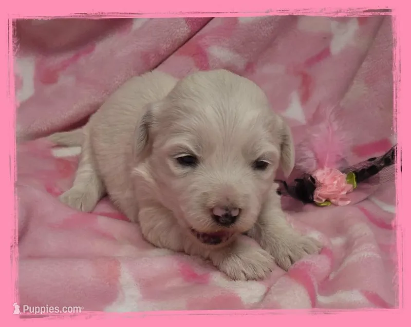 Flounder – Maltipoo puppy for sale in Hillsboro, OR