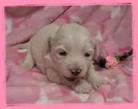 Flounder, a female Maltipoo for sale in Hillsboro, OR – Photo 1 of 2