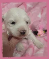 Flounder, a female Maltipoo for sale in Hillsboro, OR – Photo 2 of 2