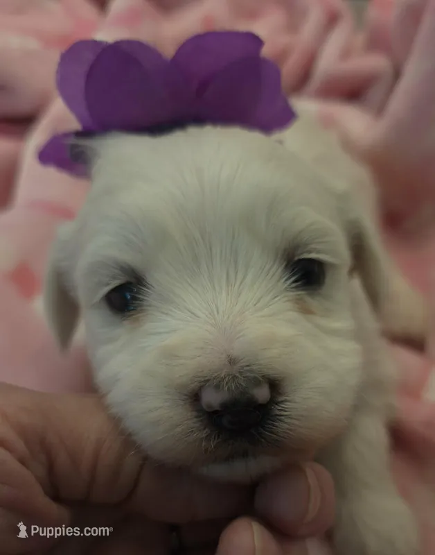 Flounder – Maltipoo puppy for sale in Hillsboro, OR
