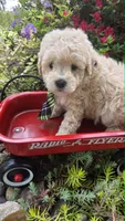 Captain, a male Maltipoo for sale in Hillsboro, OR – 3 of 5