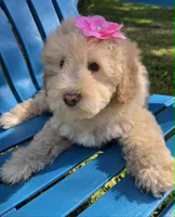 Marina, a female Maltipoo for sale in Hillsboro, OR – 3 of 4