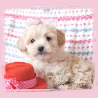 Seraphina, a female Maltipoo for sale in Hillsboro, OR – Photo 1 of 3