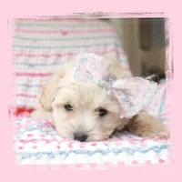 Seraphina, a female Maltipoo for sale in Hillsboro, OR – Photo 3 of 3