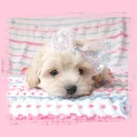 Seraphina, a female Maltipoo for sale in Hillsboro, OR – Photo 2 of 3