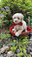 Salmon, a male Maltipoo for sale in Hillsboro, OR – 2 of 2