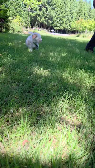Trout, a male Maltipoo for sale in Hillsboro, OR – 9 of 9