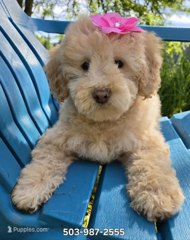 Marina – Maltipoo puppy for sale in Hillsboro, OR
