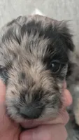 Merle Girl, a female Maltipoo for sale in Vernonia, OR – 4 of 6