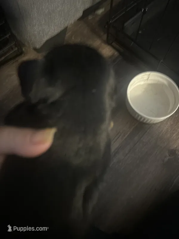 Sage – Poodle - Miniature  puppy for sale in Rancho Cordova, CA