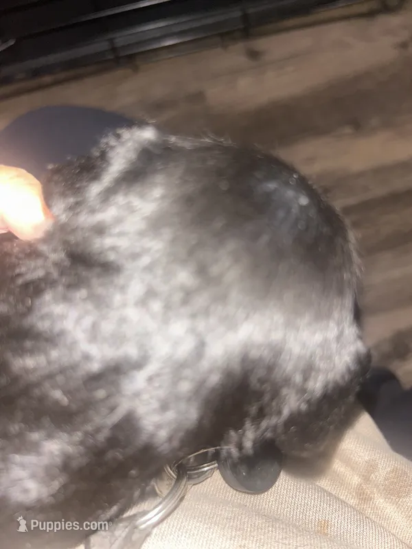 Mini – Poodle - Miniature  puppy for sale in Rancho Cordova, CA