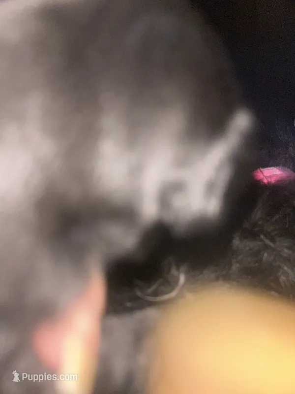 Smalls – Poodle - Miniature  puppy for sale in Rancho Cordova, CA