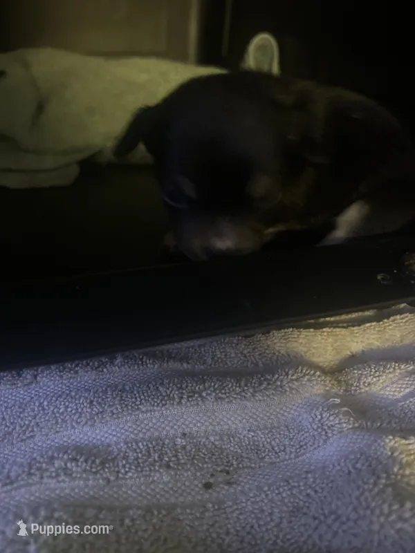 Dash – Poodle - Miniature  puppy for sale in Rancho Cordova, CA