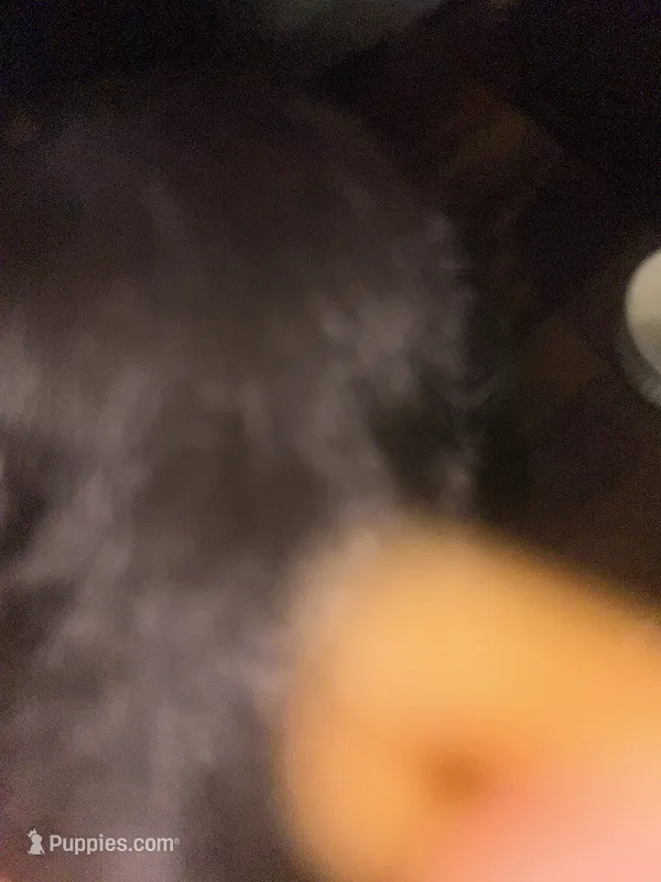 Sara – Poodle - Miniature  puppy for sale in Rancho Cordova, CA