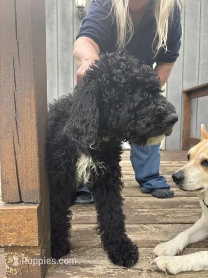 Moose – Goldendoodle, Sheepadoodle puppy for sale in Michigan City, IN