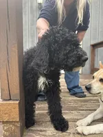 Moose, a male Goldendoodle and Sheepadoodle for sale in Michigan City, IN – 1 of 1